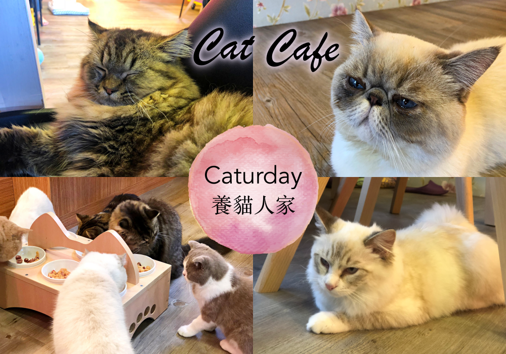 台中貓咖啡廳｜貓奴必去！Caturday養貓人家，超療癒的喵星人王國！(北屯區)