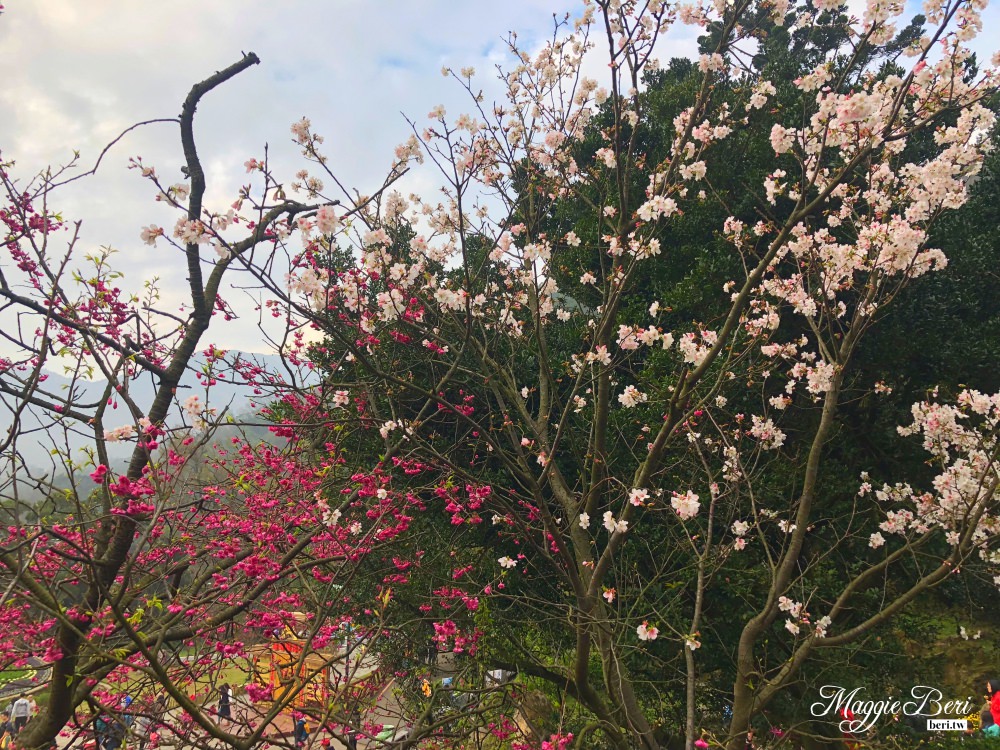 <遊記> 2018 陽明山櫻花季，一起來賞櫻！(內含每日花況+交通路線)