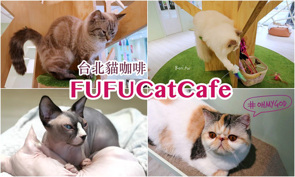 台北貓咖啡｜FUFUCat Cafe 內湖超可愛貓奴天堂，超療癒的小貓陪你玩！貓餐廳 交通