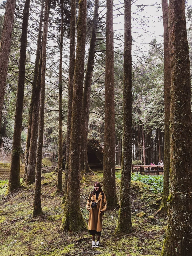 阿里山-1 阿里山-1