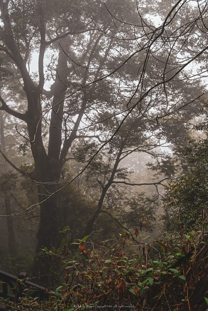 阿里山-4 阿里山-4