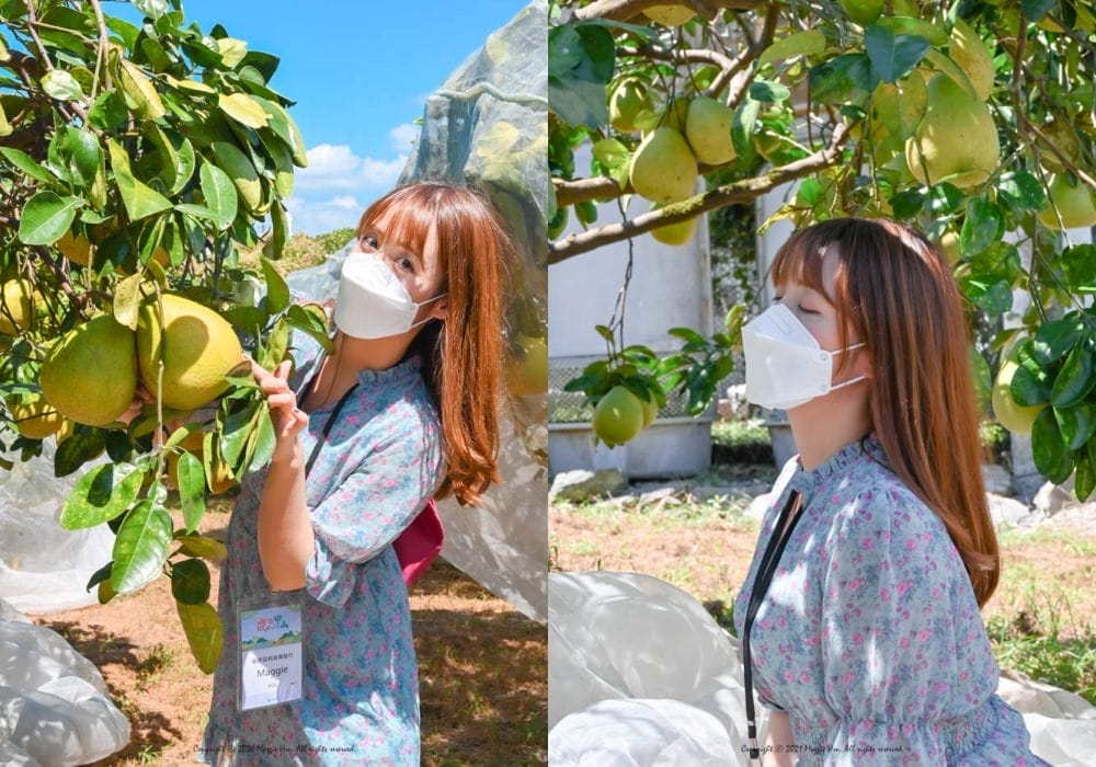 採柚子 採柚子