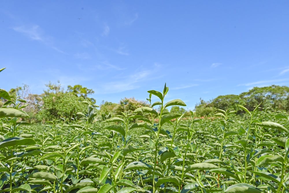 薪寬茶園-03 薪寬茶園-03