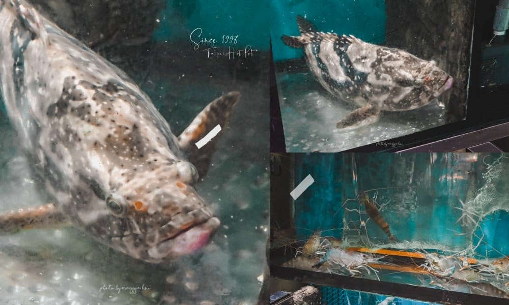 魚