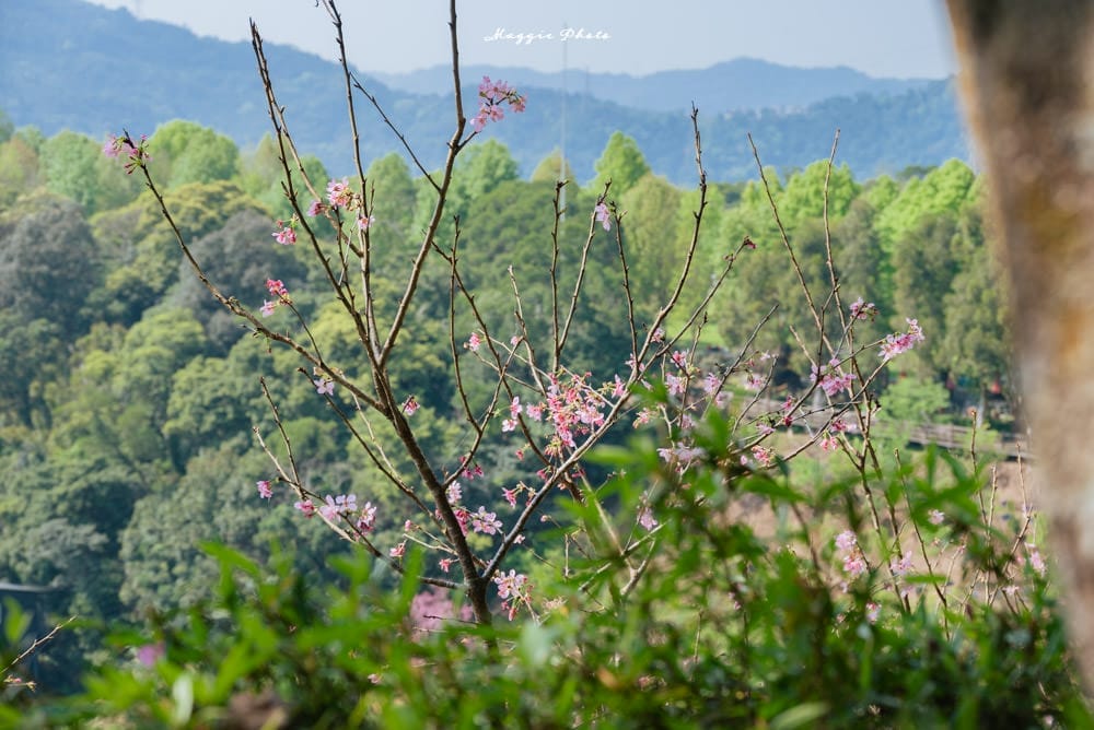 文山農場-02