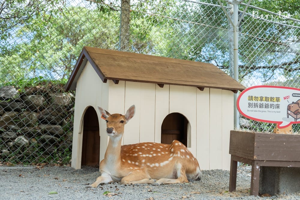 Bambi-Land-13