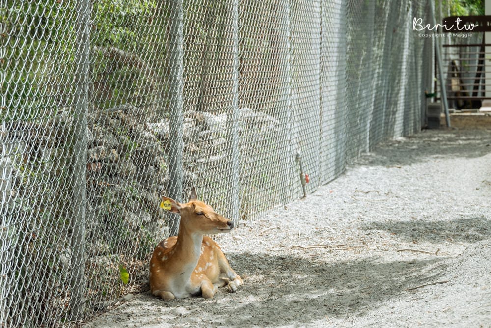 Bambi-Land-14