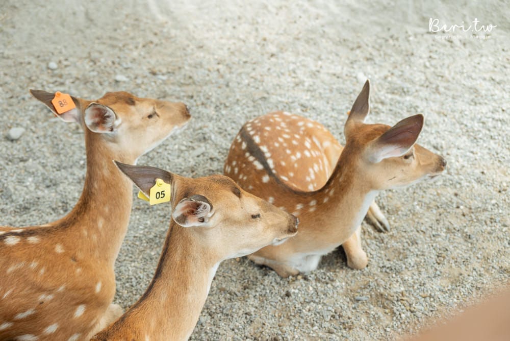 Bambi-Land-15