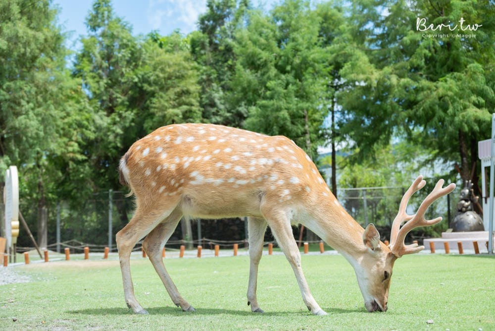 Bambi-Land-16