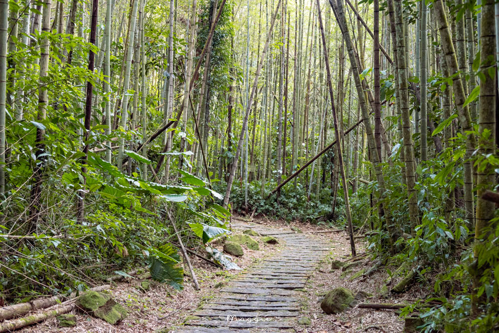 【嘉義阿里山】迷糊步道，跟著鄒族長老探險古道，擁抱樂野竹林美景
