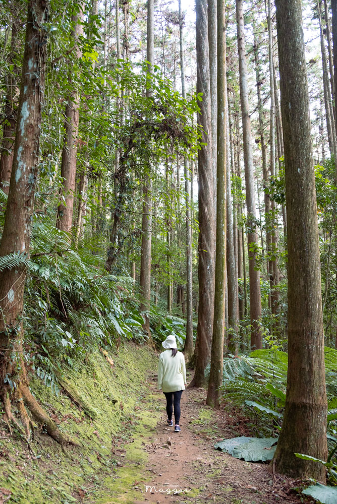 【嘉義阿里山】迷糊步道，跟著鄒族長老探險古道，擁抱樂野竹林美景