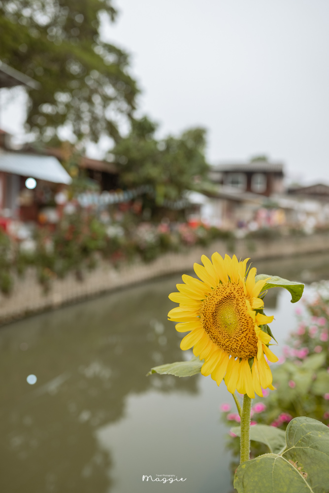 【清邁最新景點】湄卡運河，河道旁的文青市集，日式主題村莊越晚越熱鬧