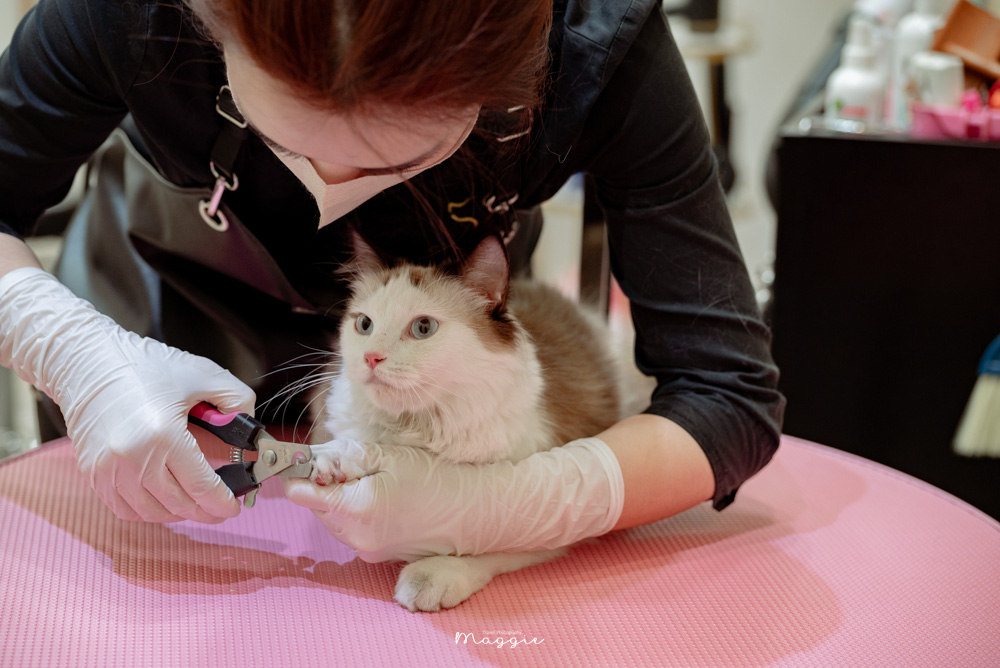 【高雄貓咪洗澡】Cafedog寵物沙龍，左營區頂級貓沙龍，最推薦的寵物美容