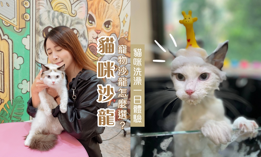 【高雄貓咪洗澡】Cafedog寵物沙龍，左營區頂級貓沙龍，最推薦的寵物美容 @莓姬貝利 食事旅行