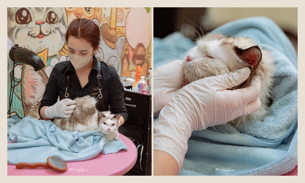 【高雄貓咪洗澡】Cafedog寵物沙龍，左營區頂級貓沙龍，最推薦的寵物美容