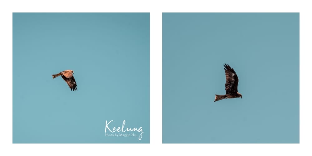 eagle