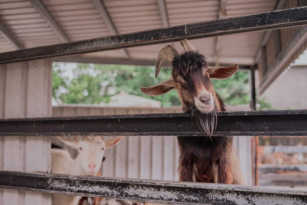farm-yilan-13-1