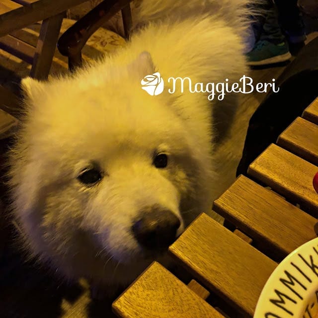 台中不限時咖啡廳 (北區)｜Bite Life cafe~結合Live bar的複合式咖啡廳 寵物友善餐廳