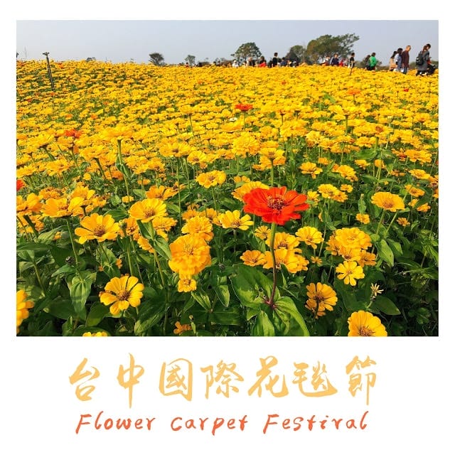【台中景點】2018 臺中后里國際花毯節「花開的聲音」，超繽紛花海! 交通/園區介紹