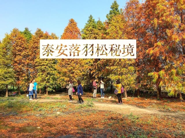 【台中景點】2018 臺中后里國際花毯節「花開的聲音」，超繽紛花海! 交通/園區介紹