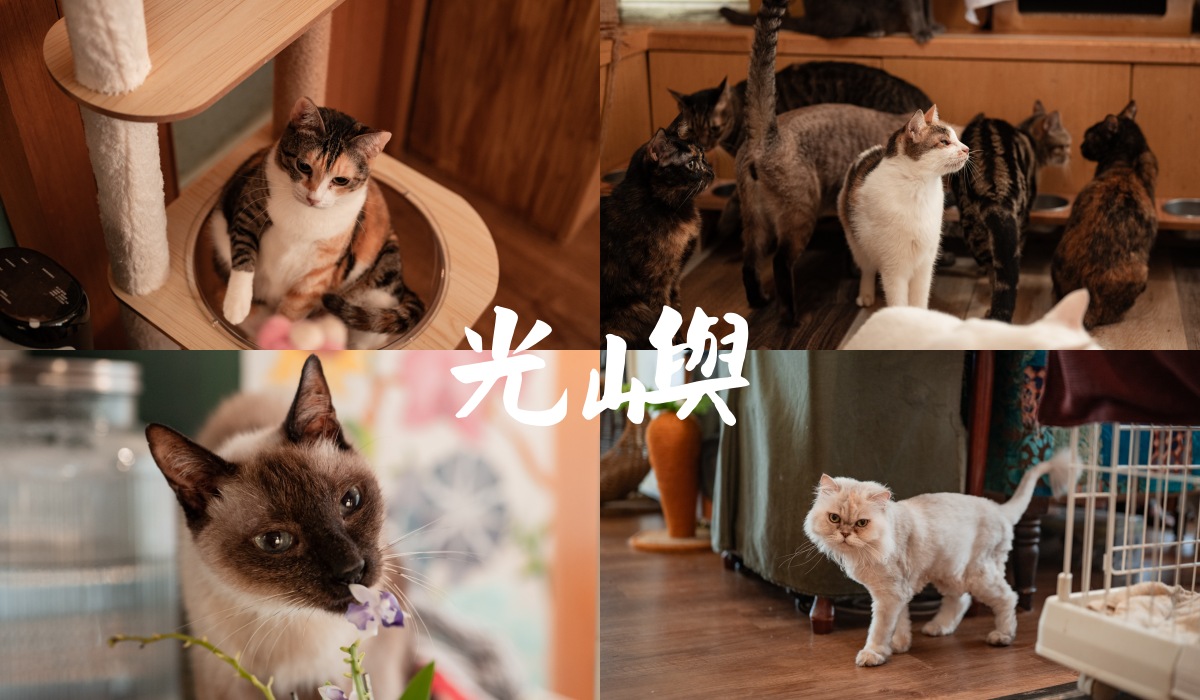【台北圓山】光嶼 貓咪咖啡廳x貓中途 ｜可以互動領養的療癒空間