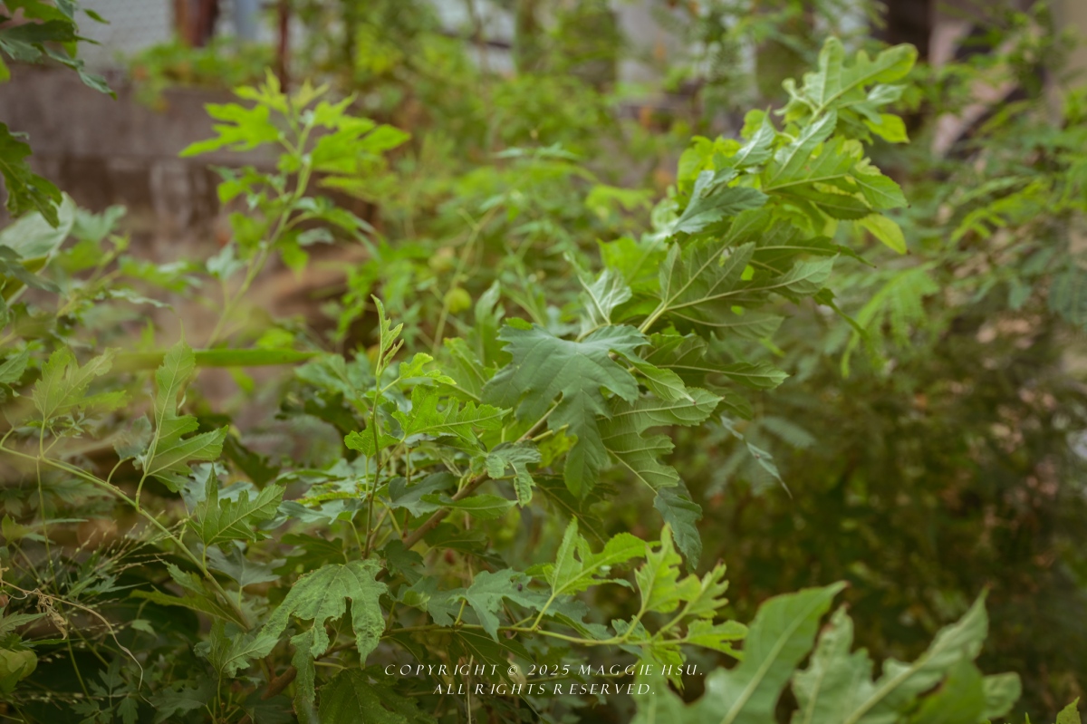 【10個台東南島文化秘境】用雙腳走進台東的風土與記憶 - 第80張圖