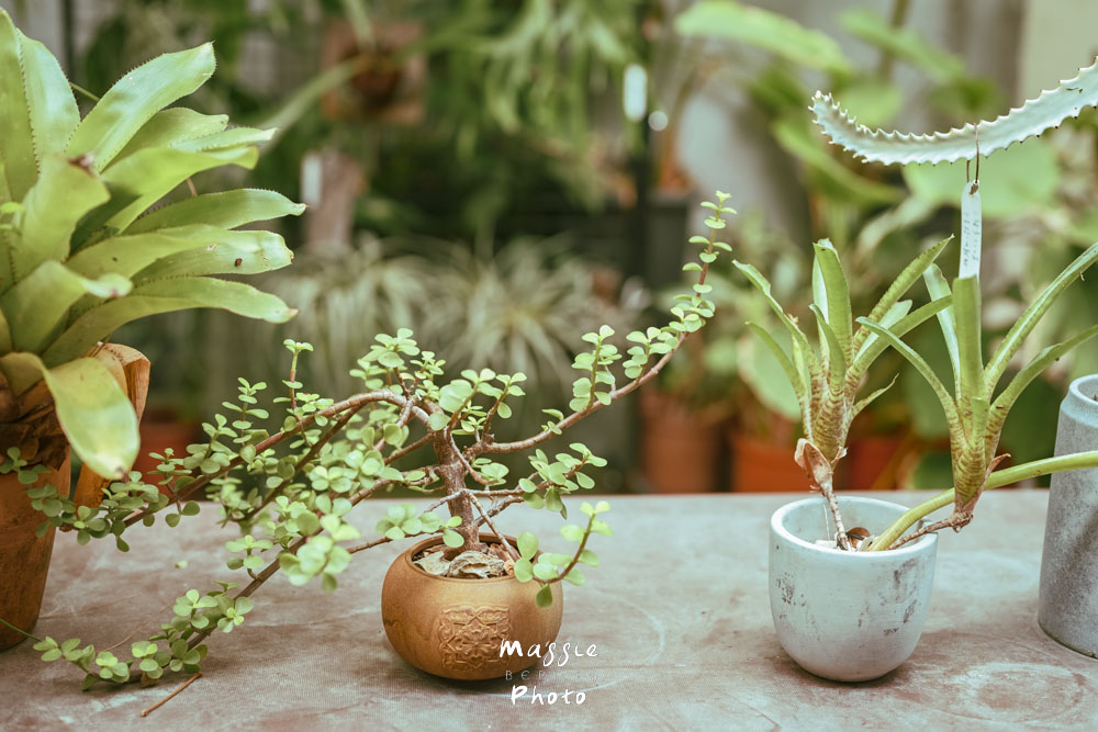 台東人氣早午餐「草民Tsaomin」被綠植包圍的超溫馨老宅! - 第10張圖