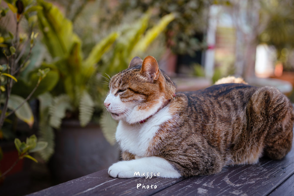 【桃園楊梅】八方園三合院客家餐廳，桃園客家星級美食推薦6星！