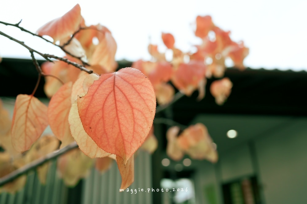 高松栗林公園：必訪江戶庭園美學景緻，每一景都是國寶級活山水