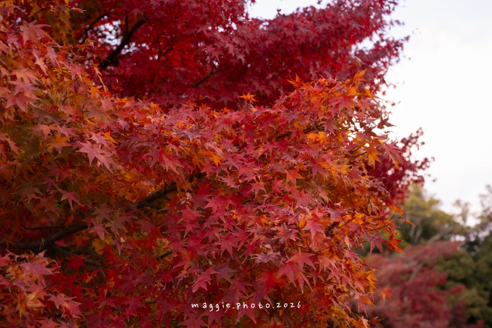 高松栗林公園：必訪江戶庭園美學景緻，每一景都是國寶級活山水