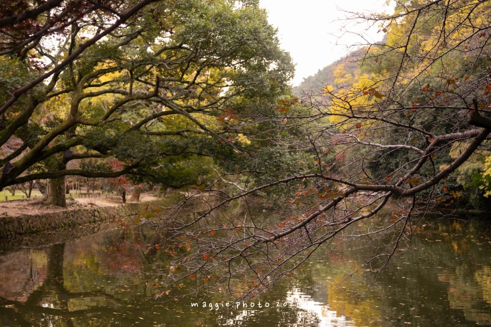 高松栗林公園：必訪江戶庭園美學景緻，每一景都是國寶級活山水