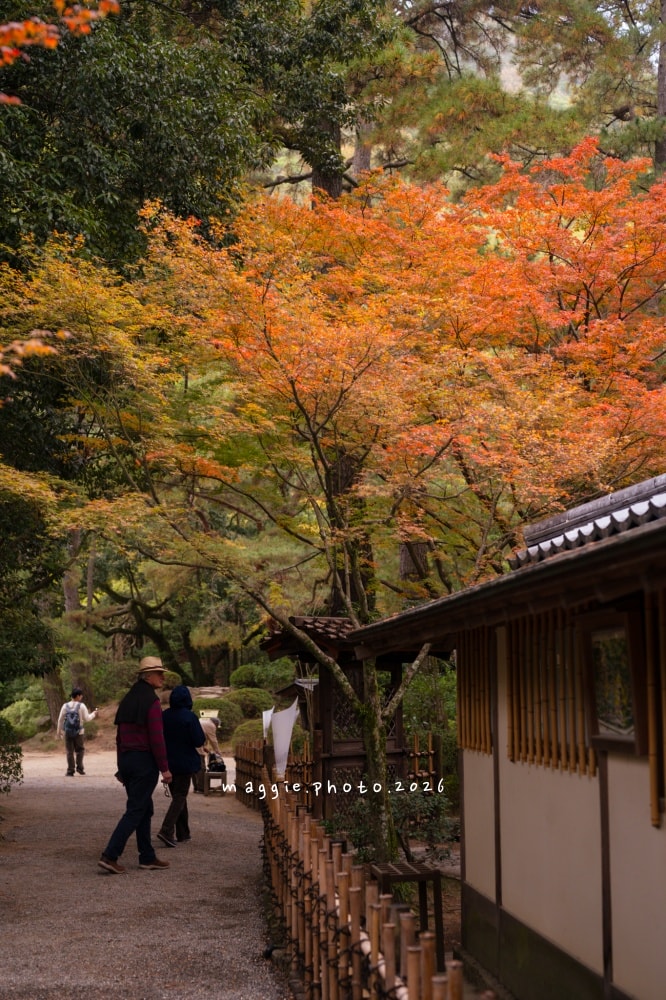 高松栗林公園：必訪江戶庭園美學景緻，每一景都是國寶級活山水