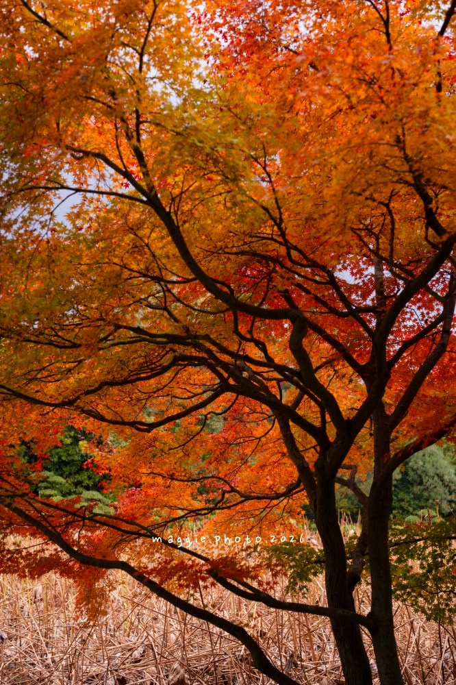 高松栗林公園：必訪江戶庭園美學景緻，每一景都是國寶級活山水