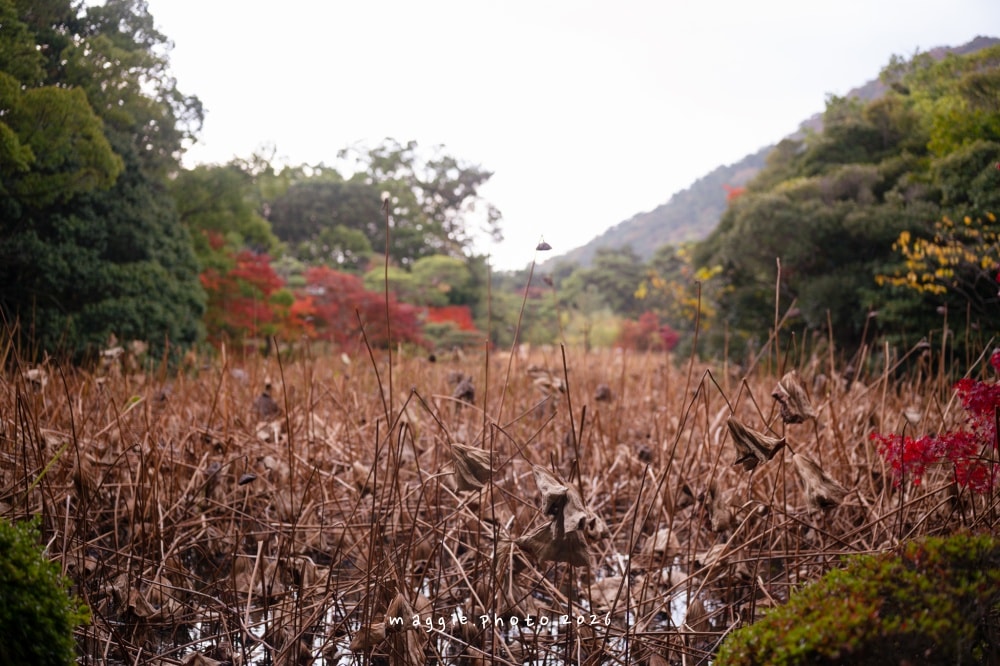 高松栗林公園：必訪江戶庭園美學景緻，每一景都是國寶級活山水
