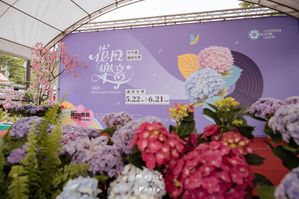 【2026陽明山竹子湖繡球花季】賞花打卡全攻略、市集、青楓步道地景藝術