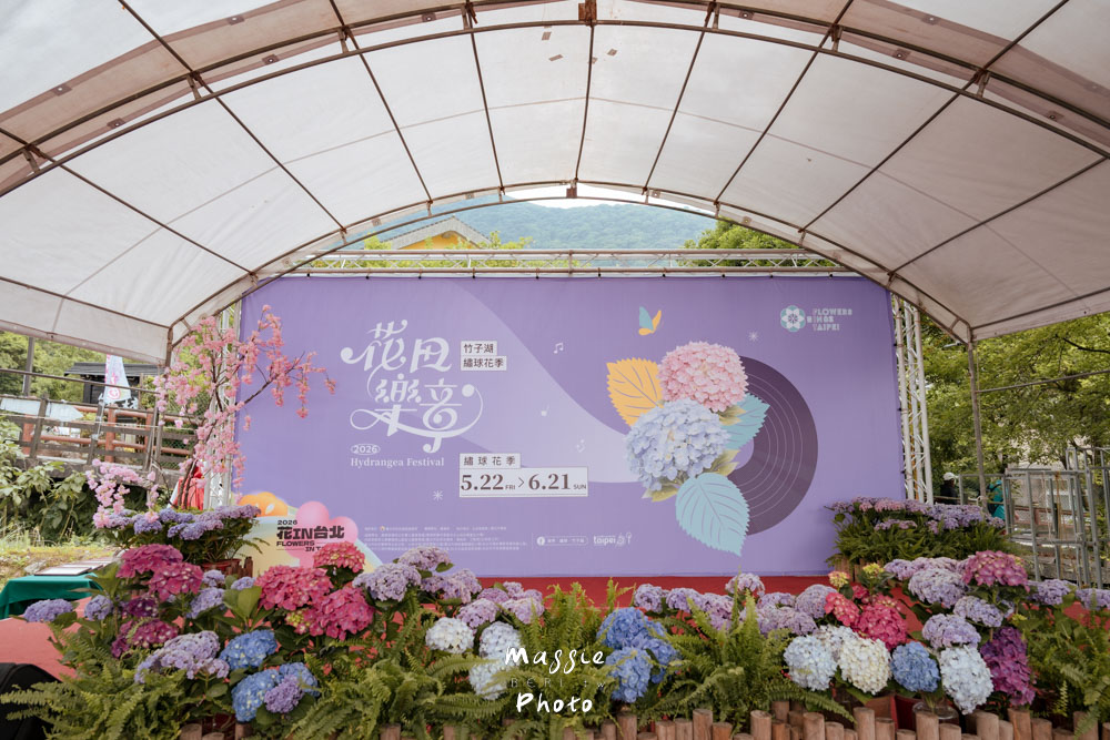 【2026陽明山竹子湖繡球花季】賞花打卡全攻略、市集、青楓步道地景藝術