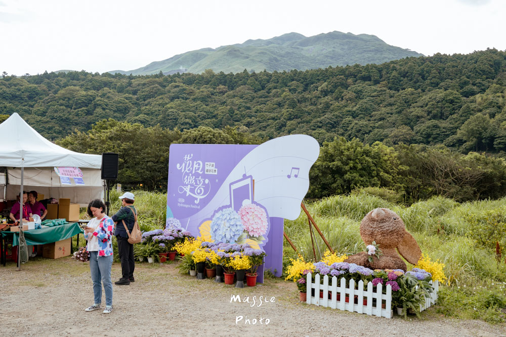 【2026陽明山竹子湖繡球花季】賞花打卡全攻略、市集、青楓步道地景藝術