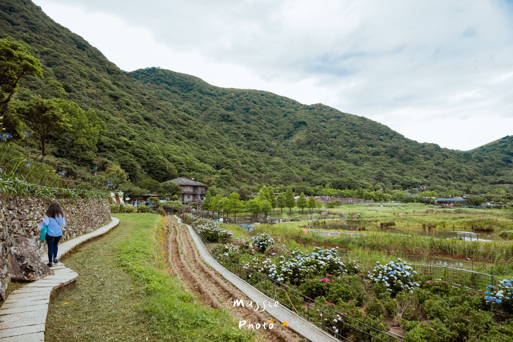 【2026陽明山竹子湖繡球花季】賞花打卡全攻略、市集、青楓步道地景藝術