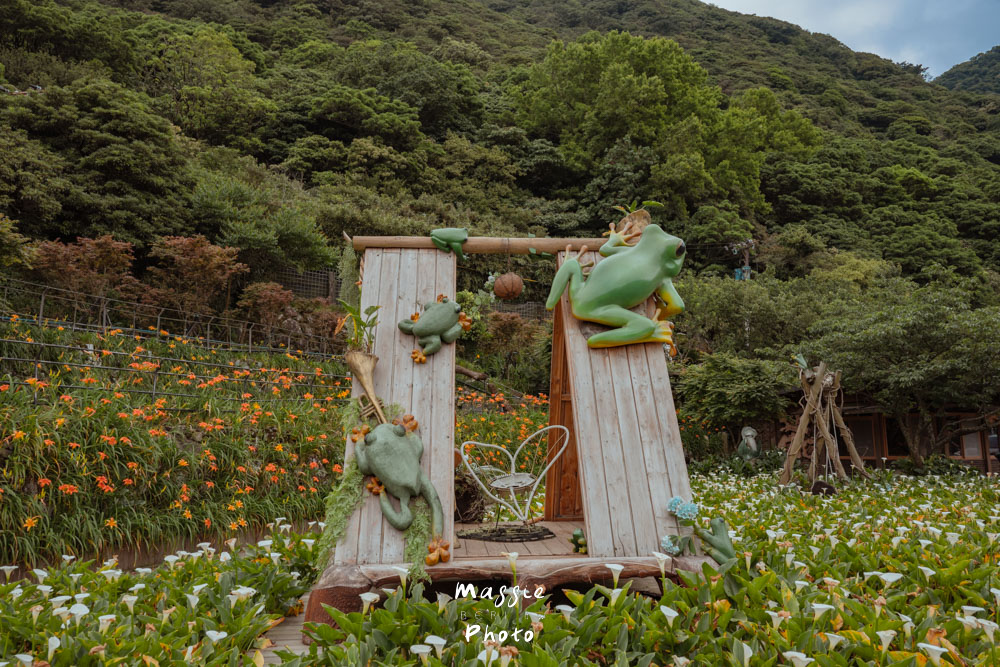 【2026陽明山竹子湖繡球花季】賞花打卡全攻略、市集、青楓步道地景藝術