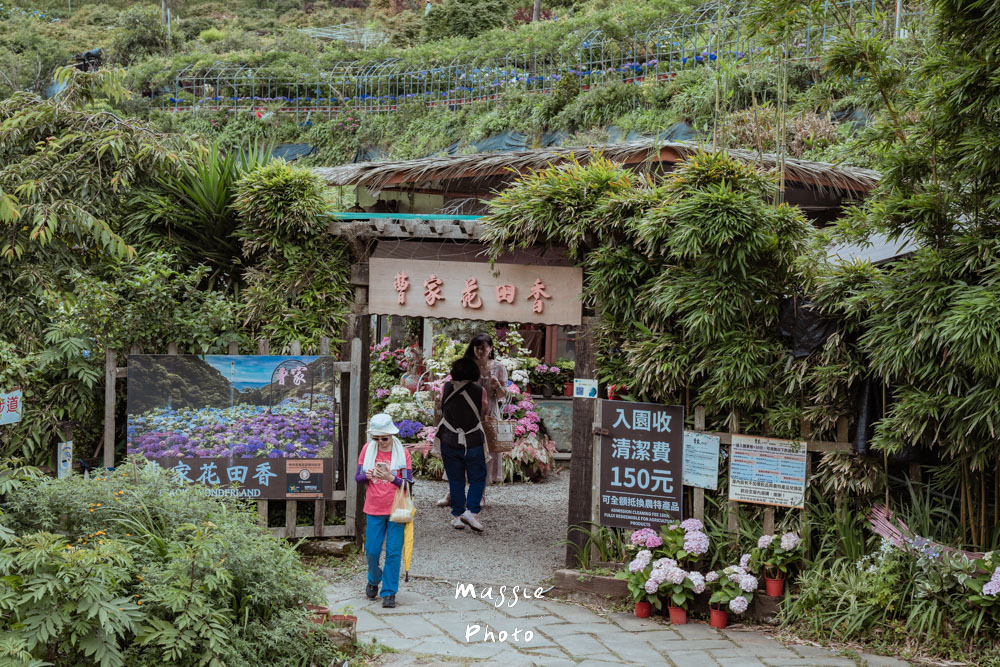【2026陽明山竹子湖繡球花季】賞花打卡全攻略、市集、青楓步道地景藝術