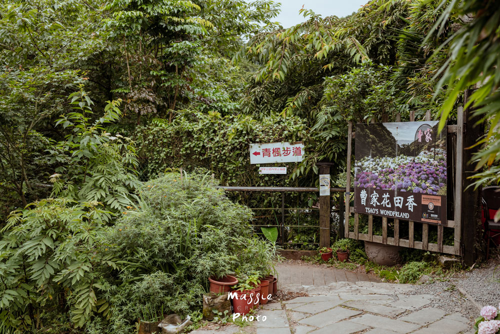 【2026陽明山竹子湖繡球花季】賞花打卡全攻略、市集、青楓步道地景藝術