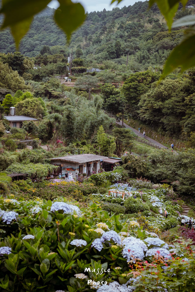 【2026陽明山竹子湖繡球花季】賞花打卡全攻略、市集、青楓步道地景藝術