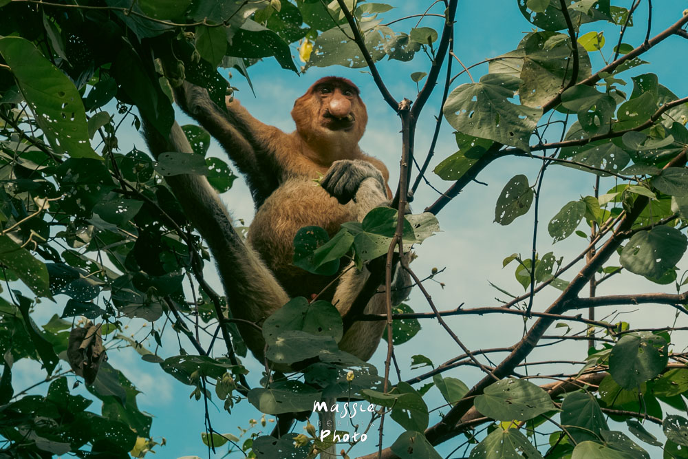 2026古晉自由行攻略|在地人推薦古晉景點、私房美食,漫遊馬來西亞貓城 - 第111張圖 2026古晉自由行攻略|在地人推薦古晉景點、私房美食,漫遊馬來西亞貓城