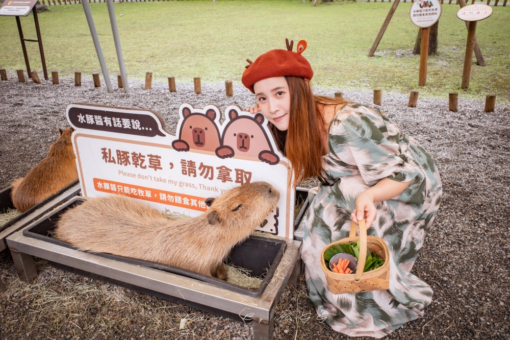 【宜蘭斑比山丘】8大必玩攻略!餵梅花鹿、水豚互動、美美子咖啡廳 - 第36張圖 【宜蘭斑比山丘】8大必玩攻略!餵梅花鹿、水豚互動、美美子咖啡廳
