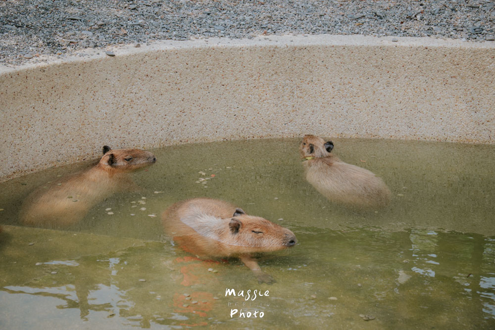 【宜蘭斑比山丘】8大必玩攻略!餵梅花鹿、水豚互動、美美子咖啡廳 - 第18張圖 【宜蘭斑比山丘】8大必玩攻略!餵梅花鹿、水豚互動、美美子咖啡廳