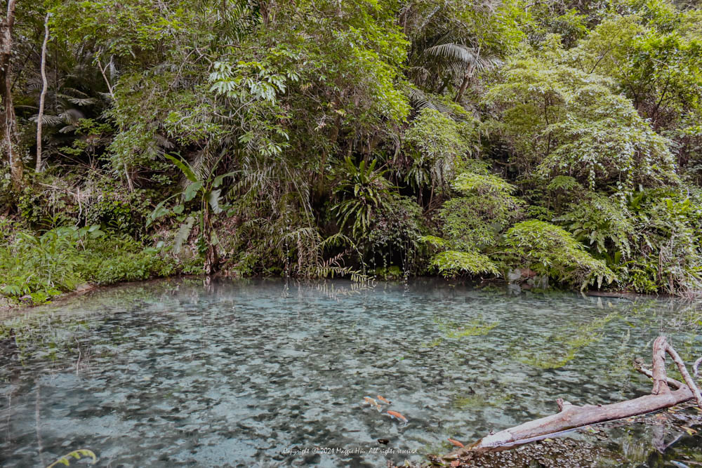 四十二份湧泉自然生態步道：如山水畫的人間仙境