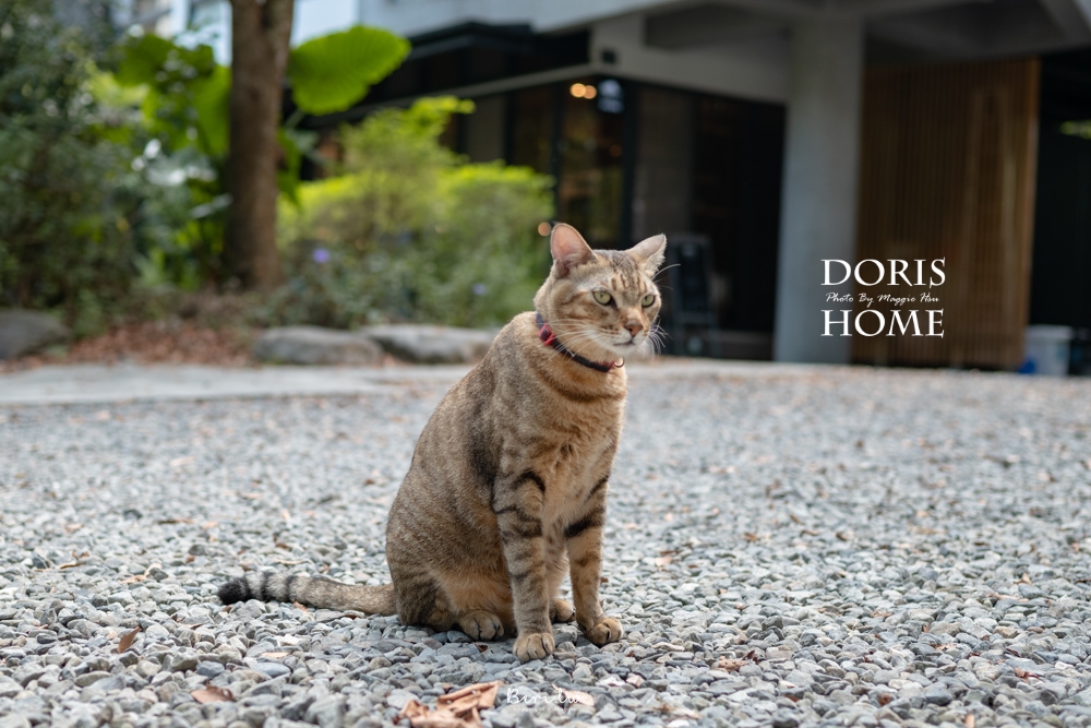 【日月潭】朵麗絲的家DORIS HOME超萌溫馨貓系民宿！享受山林芬多精