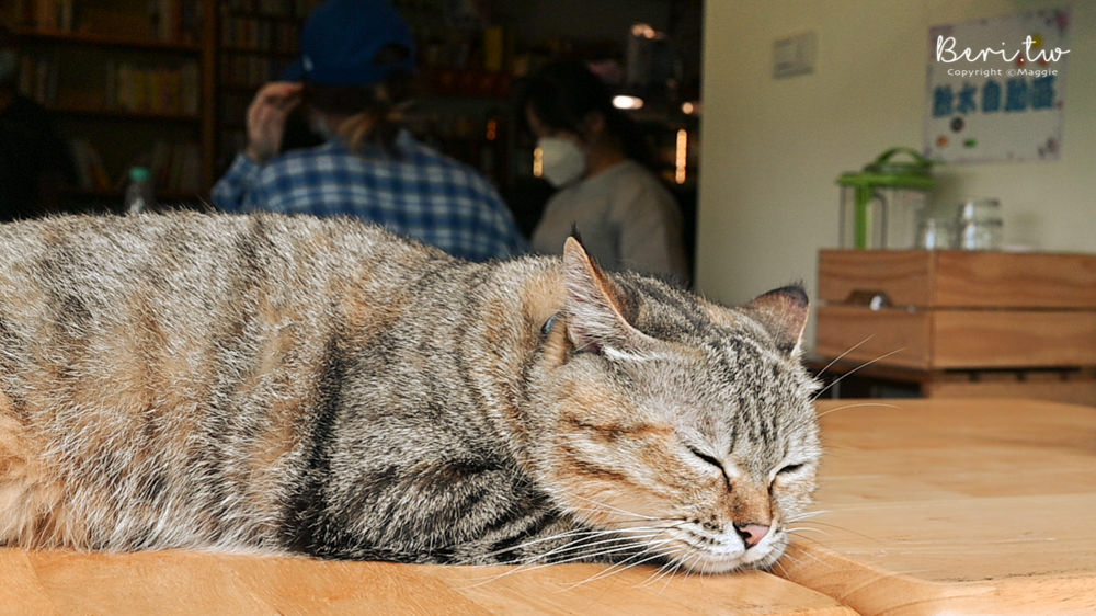 【花蓮玉里】誠家綠葉｜鐵道景第一排鄉村風咖啡廳 ！有可愛貓咪唷