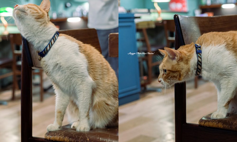 【聞山咖啡永春有貓店】有貓相伴，氣氛安靜的不限時咖啡廳